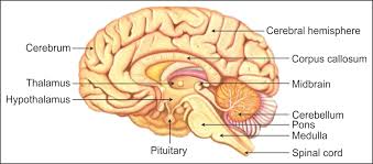 One cannot exist without the other. Sir Can You Explain Me The Complex Structure Of Brain Biology Topperlearning Com N0499t22
