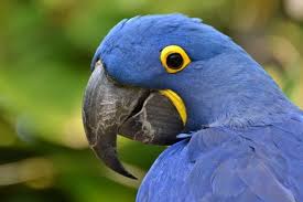 Like rainforest plants, the animals of the rainforest have also adapted to a life in a moist place crowded with species. Macaws Of The Amazon Rainforest South American Vacations