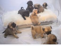 Pug Puppies For Sale And Adoption Home Facebook