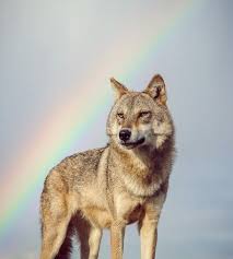 Turkbaba Kurt Adli Kullanicinin Wolf Wolves Wolfe Howling Wolf Bozkurt Kurt Kurtlar Panosundaki Pin