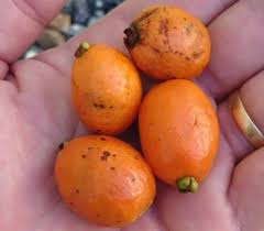 Image result for Eugenia capensis