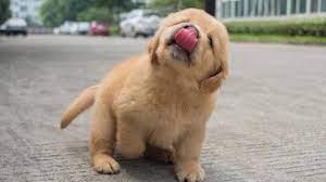 We did not find results for: Best Of Cute Golden Retriever Puppies Compilation 1 Funny Dogs Video 2018 Youtube