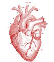 Pin By Riley Greenwood On I Love Anatomy Anatomy Art Heart Illustration Heart Drawing