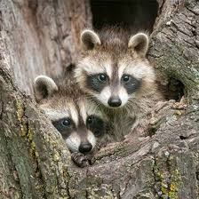 The Northern Raccoon Mother Earth News Animals Beautiful Northern Raccoon Animals Friends