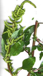 Image result for Amaranthus praetermissus