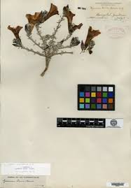 Image result for Ipomoea intrapilosa