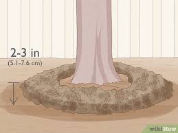 These trees look best when the branches trail gracefully on or near the ground. How To Trim Weeping Cherry Wikihow