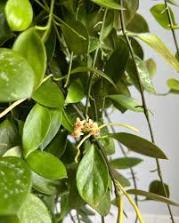 Image result for Hyparrhenia collina