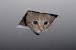 Ceiling Cat Birthday