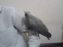 Image result for african grey parrot for sale
