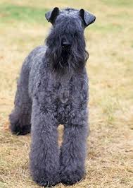 Find irish terrier puppies and breeders in your area and helpful irish terrier information. Kerry Blue Terrier Breed Information