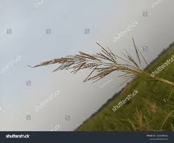 Image result for Arundinella