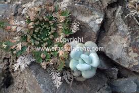 We did not find results for: Crassulaceae Data Of One Plant Species