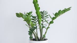 Providing proper soil moisture (or lack of moisture) is important in caring for a zz plant. Zz Plant Aroid Palm Care Growing Guide