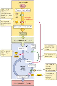 Pin On Biochemistry