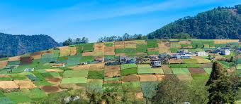 In guatemala, the plant is commonly found in the regions of san marcos and huehuetenango. Xela Guatemala Individualreisen Enchanting Travels