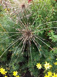 Allium Seed Heads September Planting And Photo By Karen Gimson Planting Bulbs Plants Flowers