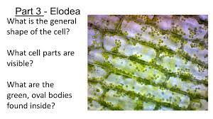 Maybe you would like to learn more about one of these? Mystery Cell Lab Part One E Total Magnification How Does The E Appear Directionwise When You Move The Slide Ppt Download
