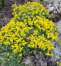 Image result for Aurinia