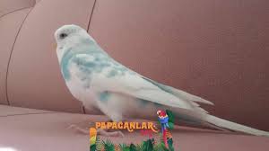 beyaz muhabbet kusu muhabbet kuslari kusu kus