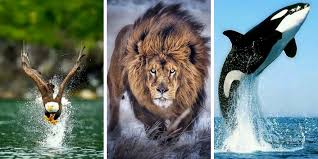 صور حيوانات 2020 شاهد جميع صور الحيوانات البرية و الأليفة Animals Lion