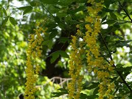 Image result for Laburnum