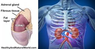 Injuries or abnormalities of the right kidney usually cause pain on the right side of the waist as well. Where Your Kidneys Are Located Where Kidney Pain Is Felt