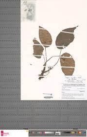 Image result for Begonia clypeifolia