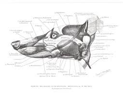 Pin By Deborah Timko On Pet Health Grooming Dog Anatomy