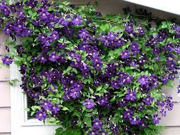 Clematis texensis, commonly called scarlet leather flower, is a climbing vine in the buttercup family (ranunculaceae). Characteristics Cultivation Pests And Diseases Of Clematis Jackmanii Gardening On