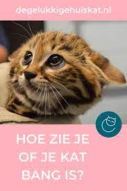 hoe ziet een angstige kat er uit lichaamstaal deel 4 angstige kat katten kat gedrag