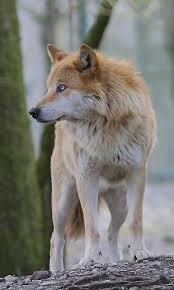 10 Best And Cool Red Wolf Pictures You Must See Wolf Dog Animals Wolf Pictures