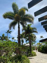 Image result for Wodyetia