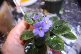 Avs come in three recognized sizes: African Violet Blue Halo Miniature 2 Leaves Houseplants Bulalordyt Home Garden
