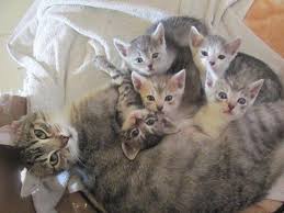 Mukemmel Birer Aile Tablosu Cizen 20 Kedi Dostumuz Neotempo Cute Kittens Kediler Ve Yavrulari Sevimli Kedi Yavrulari