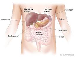 Early and advanced stomach cancer can bleed into the stomach. Childhood Liver Cancer Treatment Pdq