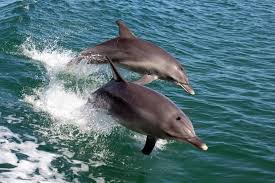 Covid-19 upside? Dolphins return to Italy and clear Venice canals ...