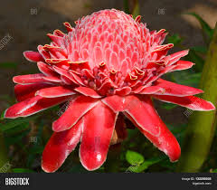 Bunga kantan (english ginger bud) was use traditionally often for making delightful malay dishes i.e. Red Flower Torch Image Photo Free Trial Bigstock