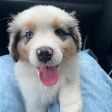 Sienna (@sienna_theaussieshepherd) • Instagram photos and videos