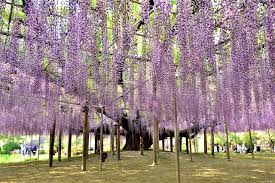 This is the earliest recorded flowering in the history of wisteria observation at the ashikaga flower park, and it is expected that the best time to view the trees and their azalea bushes will be earlier than usual. 2021 Great Wisteria Festival At Ashikaga Flower Park Japan Web Magazine