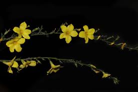 Image result for Reinwardtia indica