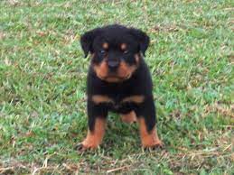 German sheppard pure breed for sale. For Sale Parkview Champ Rottweiler Breeders Malaysia Dog For Sale At Ipoh Perak Malaysia