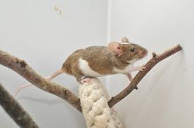 Rehoming fee of $5 each. Pet Mice Breeds Varieties What Type Of Mice Are Your Pets Animallama