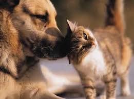 Maybe you would like to learn more about one of these? Pet Scams Pet Air Carrier Llc