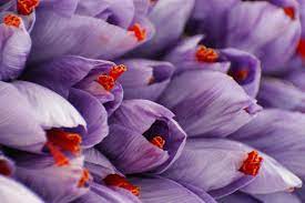 Pin On Pintura De Flores