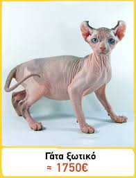 Τα εύκολα τσουρέκια χωρίς ζύμωμα. Oi 20 Pio Akribes Gates Toy Planhth Poy Kostizoyn Mia Perioysia Ti Les Twra