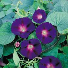 Image result for Ipomoea hochstetteri