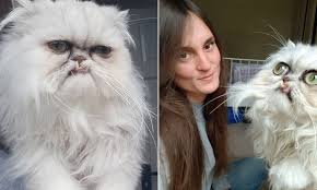Persian cats are purebred and are expensive for that reason. Owner Is Forced To Deny She Photoshops Her Pet S Bulbous Eyes Daily Mail Online