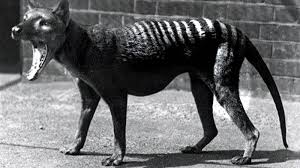 Ver más ideas sobre demonio de tasmania, tasmania, demonio. Animales La Vuelta Del Tigre De Tasmania Australia Busca Un Animal Extinguido Hace 80 Anos