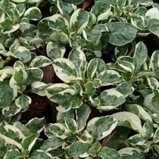 We did not find results for: Tanaman Krokot Corak Daun Hijau Putih Shopee Indonesia